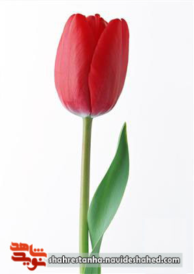 وصیتی در باب امام خمینی(ره)